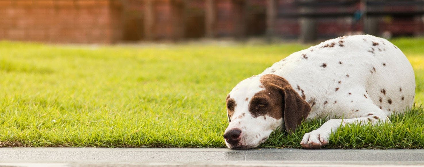 Lazy sitting hot sale dog