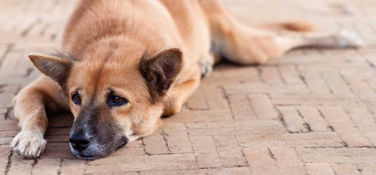 can-dogs-be-lonely