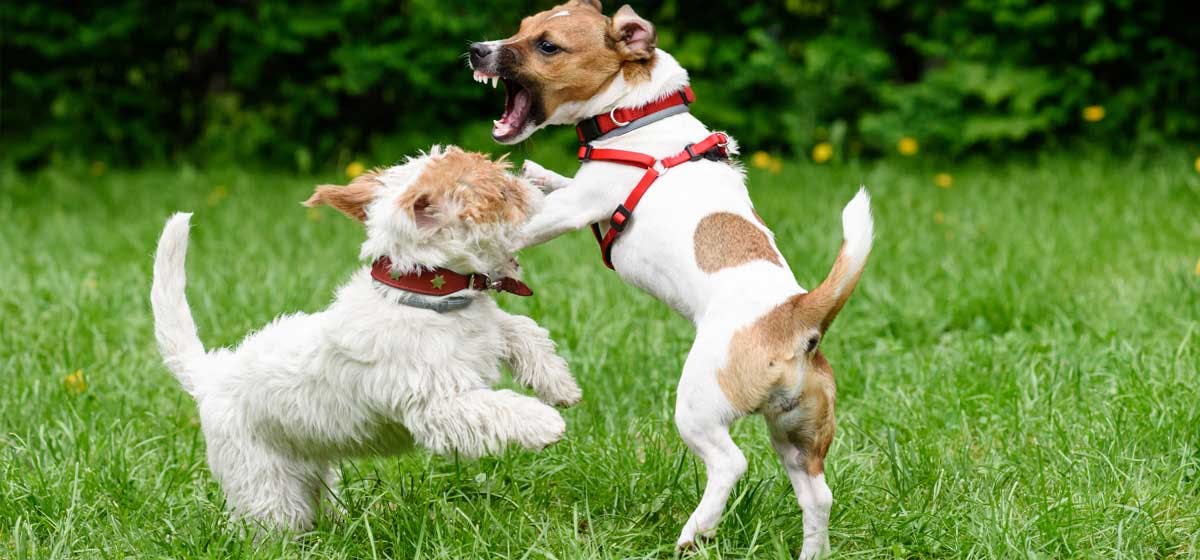 Why Is My Dog Aggressive With Other Dogs