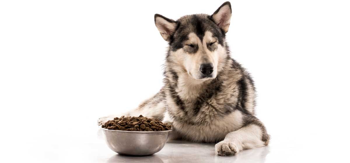 can-dogs-be-picky-eaters