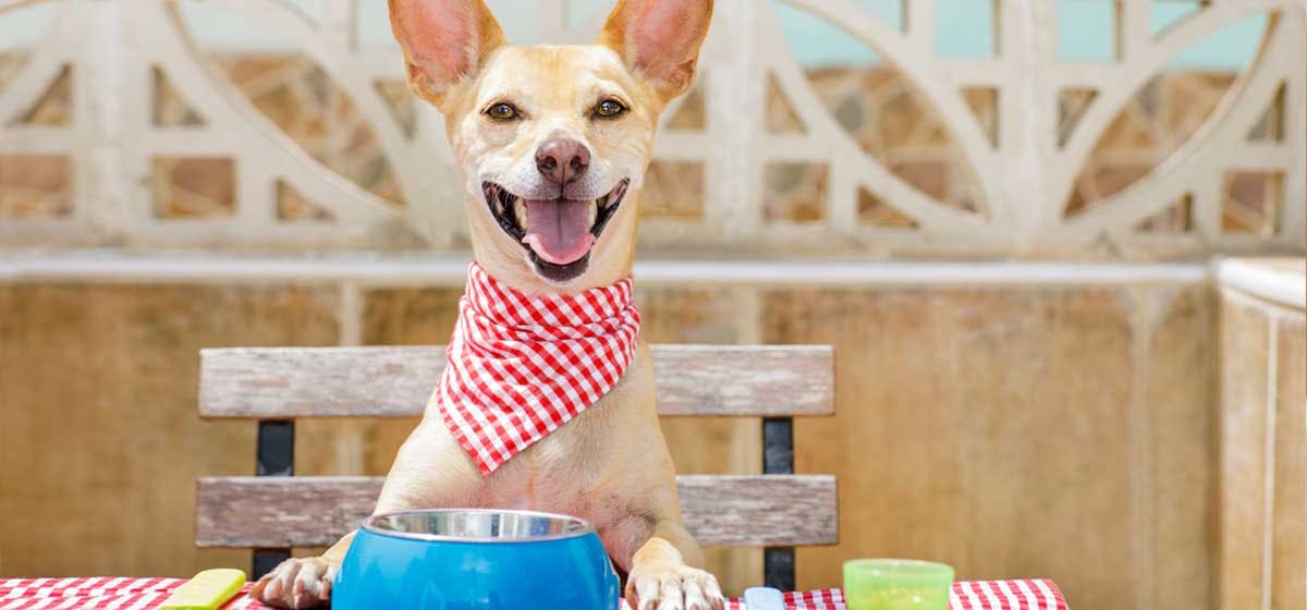 can-dogs-be-picky-eaters