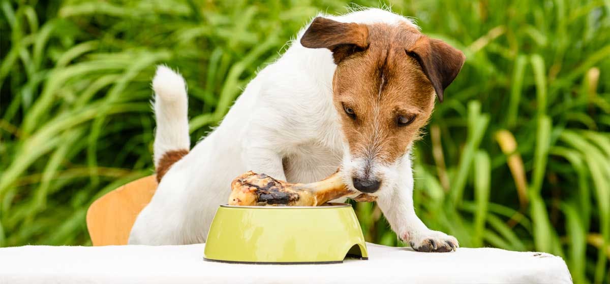 Can Dogs Be Picky Eaters Wag