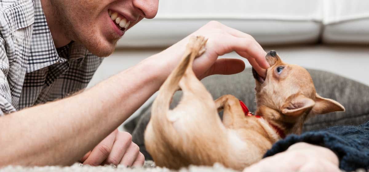 can-dogs-be-rehabilitated-after-biting