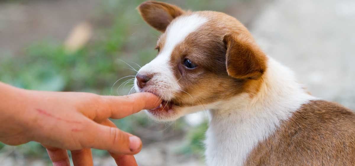 can-dogs-be-rehabilitated-after-biting