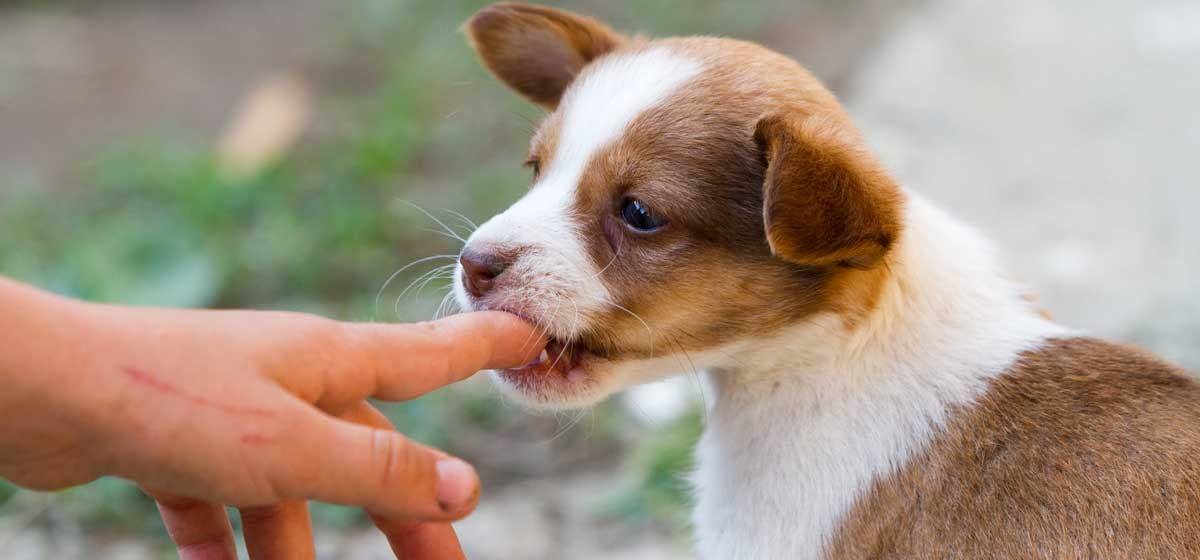 can dogs bite after their trained