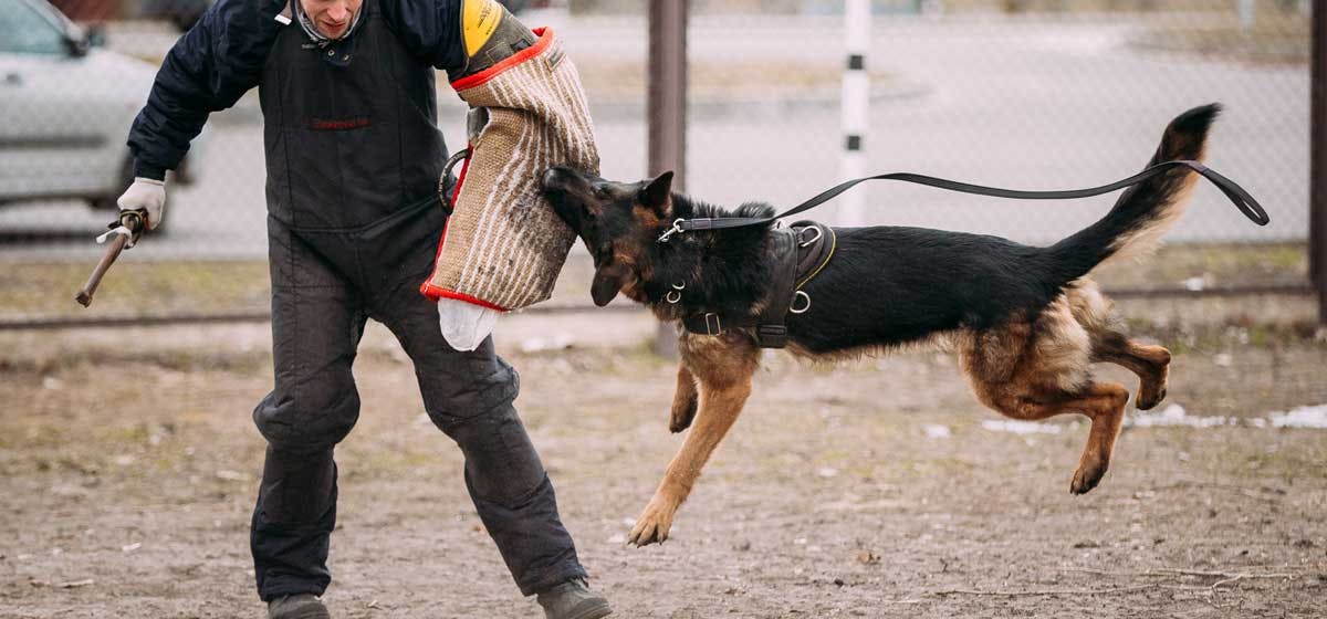 can dogs bite after their trained