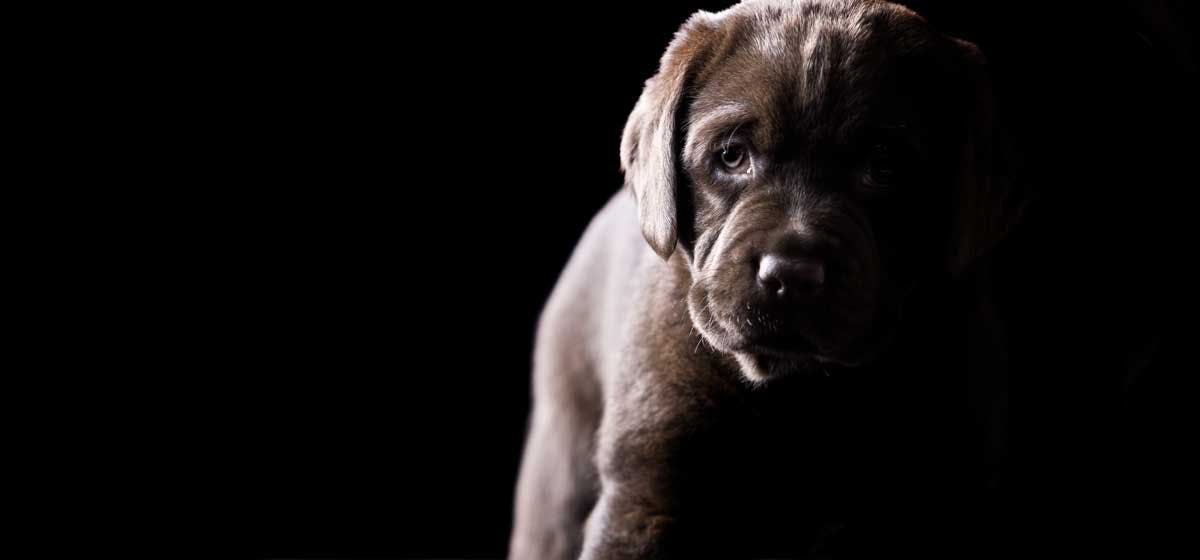 are puppies scared of dark