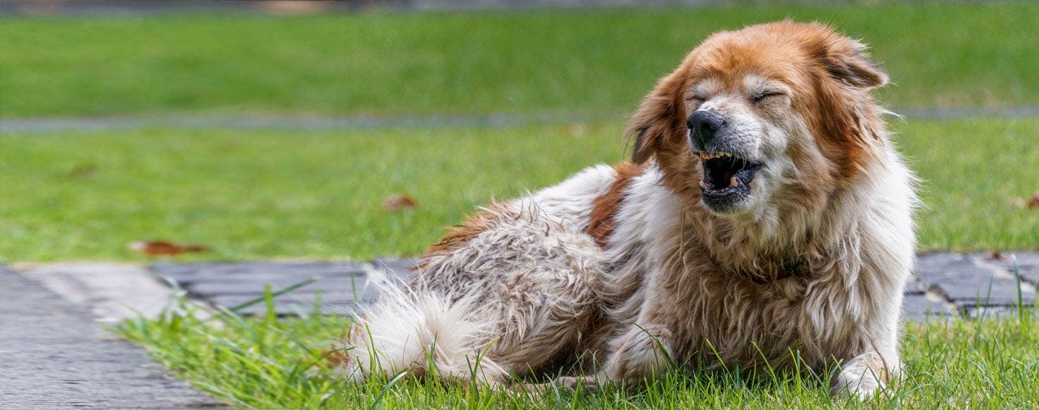 Can Dogs be Schizophrenic?