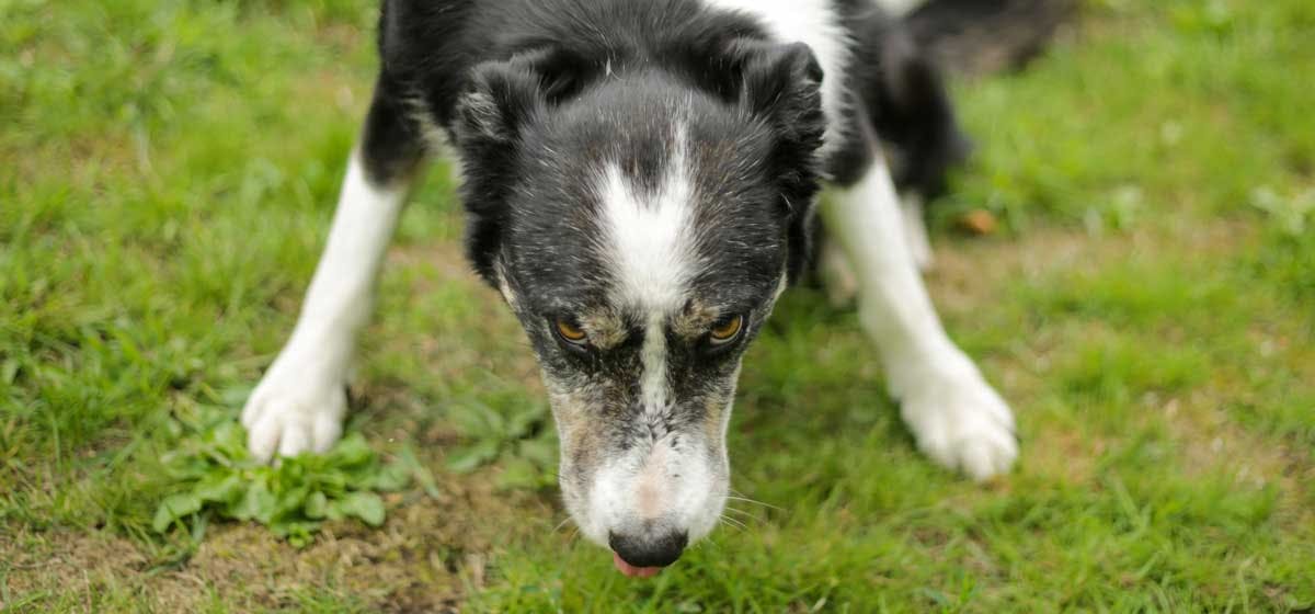 can-dogs-be-schizophrenic