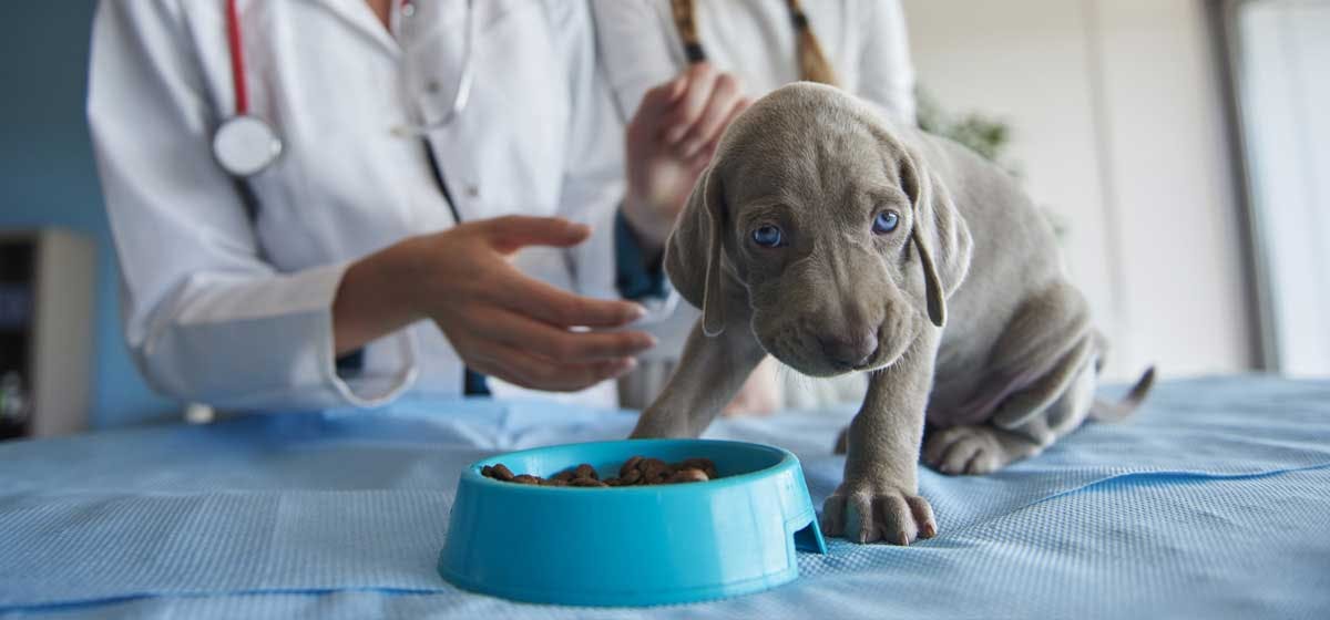 can-dogs-be-tested-for-food-allergies-wag