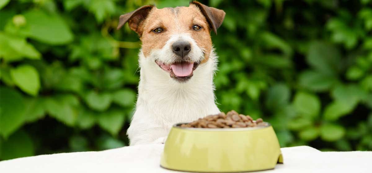 can-dogs-be-tested-for-food-allergies