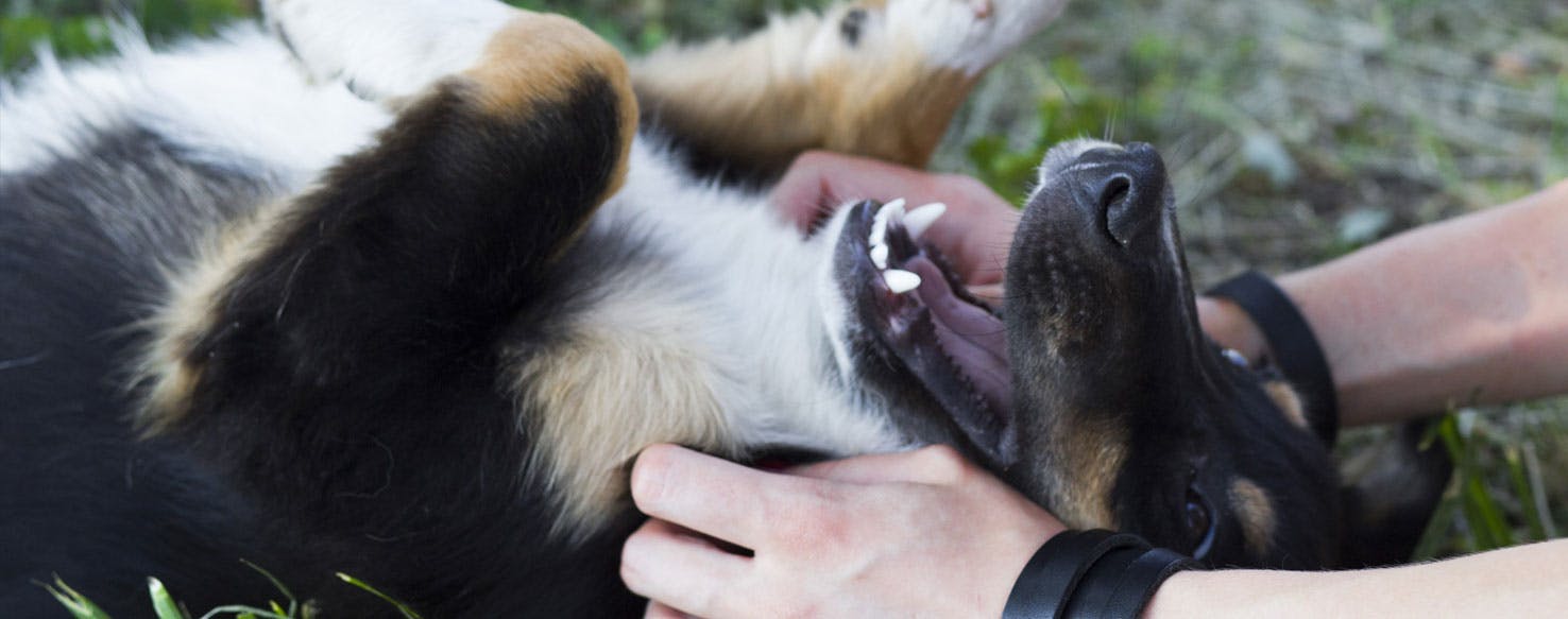 Can Dogs Be Tickled?