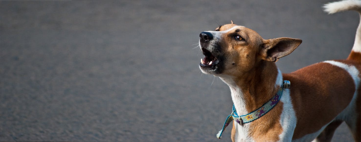 Can Dogs Be Trained Not to Bark?