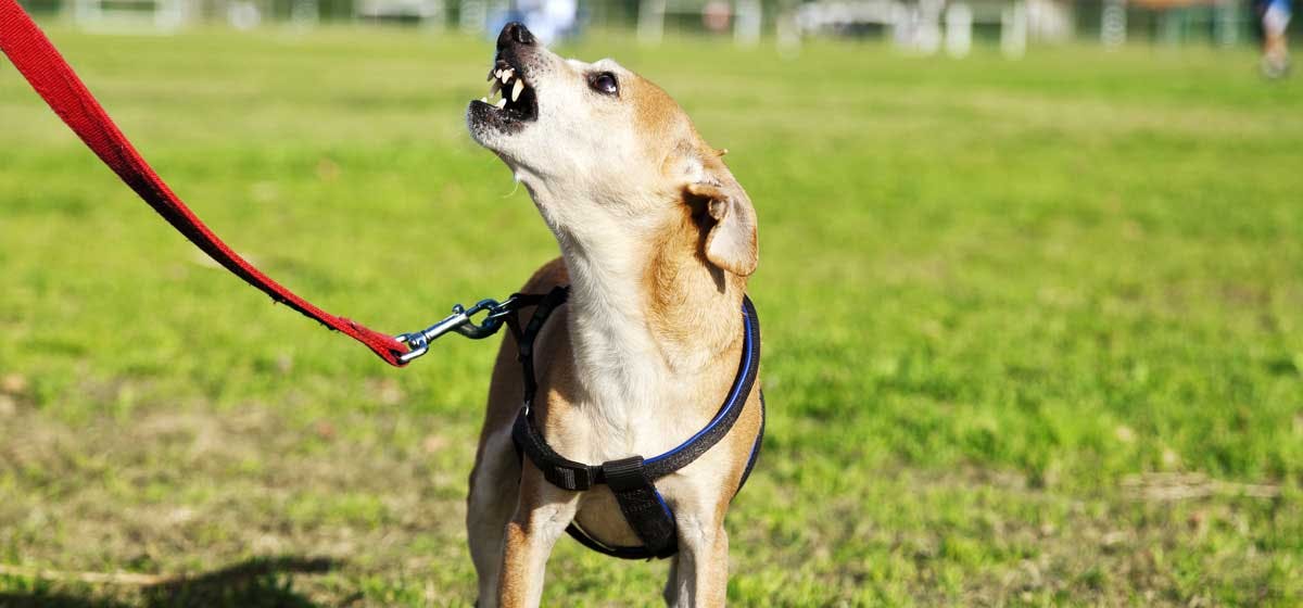 can-dogs-be-trained-not-to-bark