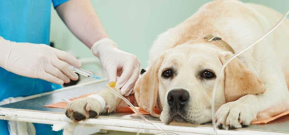 can-dogs-be-treated-for-lyme-disease