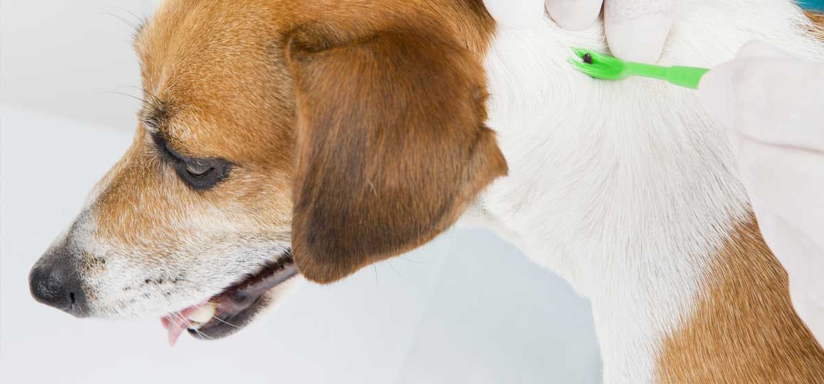 can-dogs-be-treated-for-lyme-disease