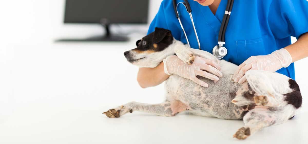 can-dogs-be-treated-for-lyme-disease