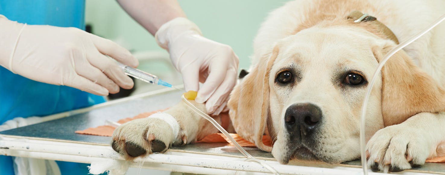 Is parvovirus store curable in dogs