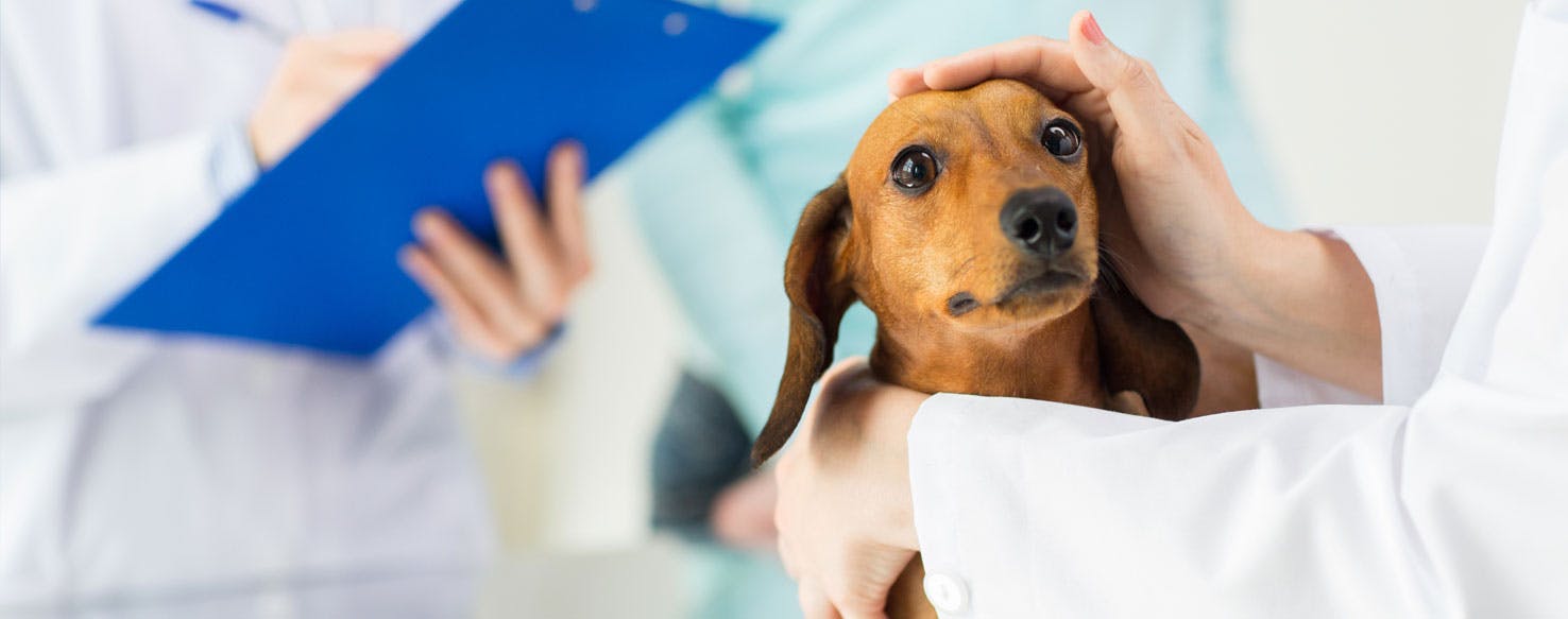 does spaying a female dog affect her growth