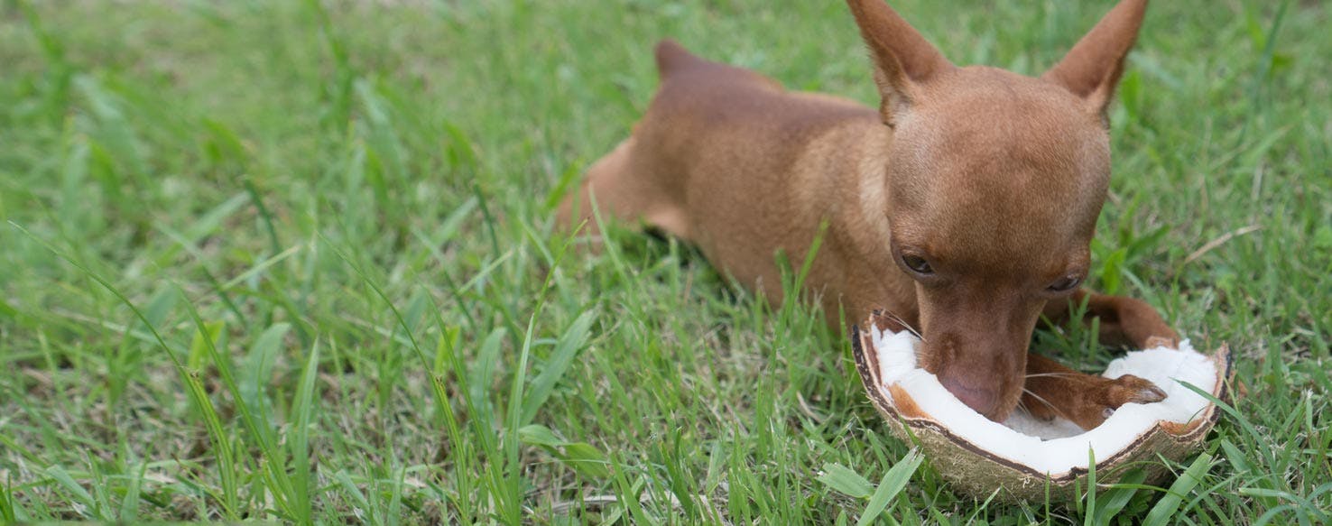 Can Dogs Eat Coconut and Coconut Oil?