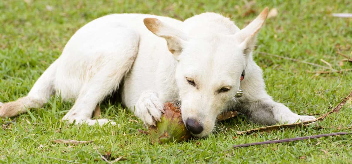 can-dogs-eat-coconut-and-coconut-oil