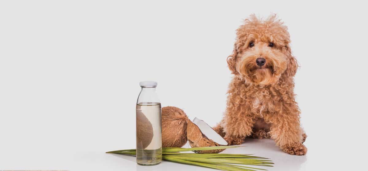 can-dogs-eat-coconut-and-coconut-oil