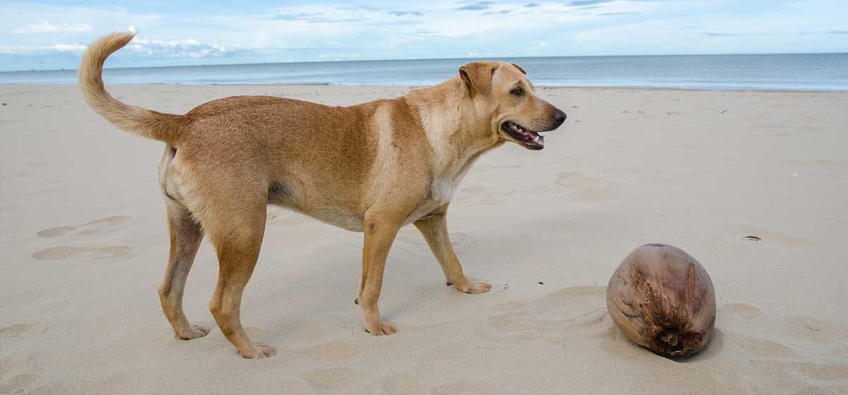 can-dogs-eat-coconut-and-coconut-oil