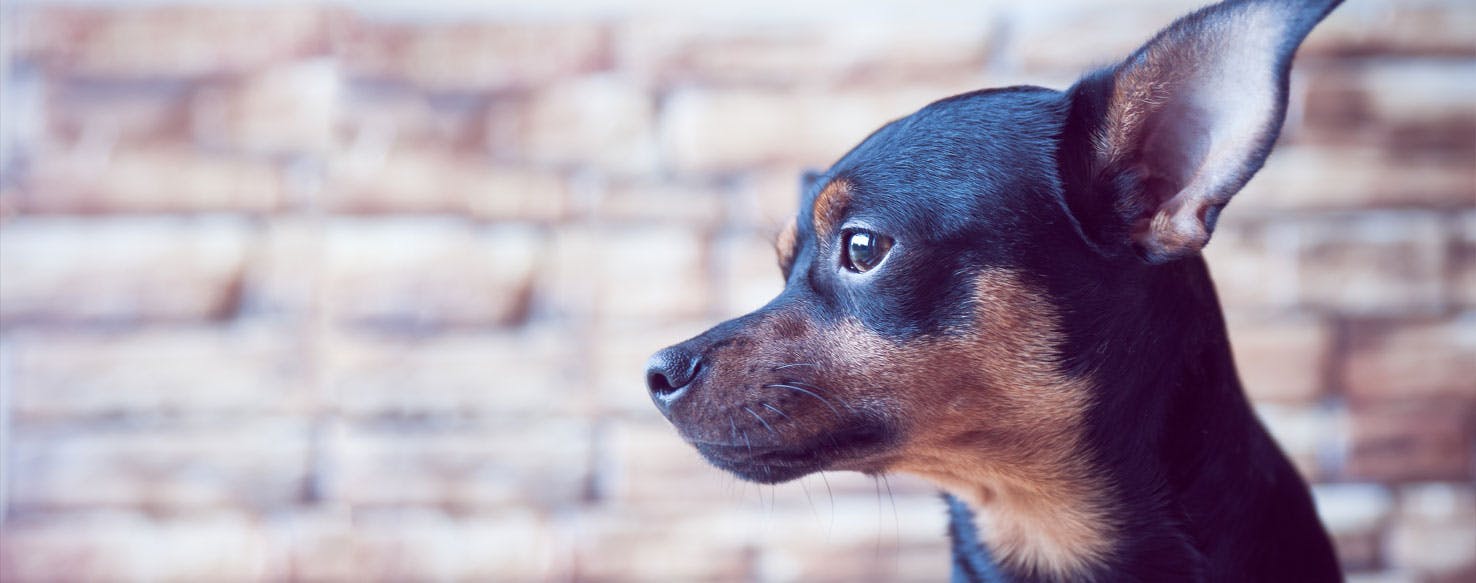 Can Dogs Feel Anxiety?