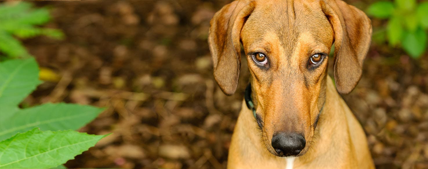 Can Dogs Feel Ashamed?