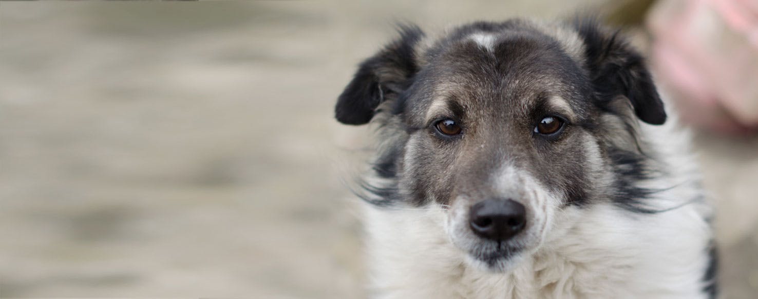Can Dogs Feel Grief?