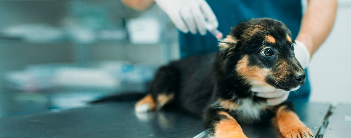 Can Dogs Feel Sick After a Rabies Shot?