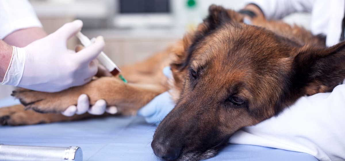 how old for rabies shot in dog