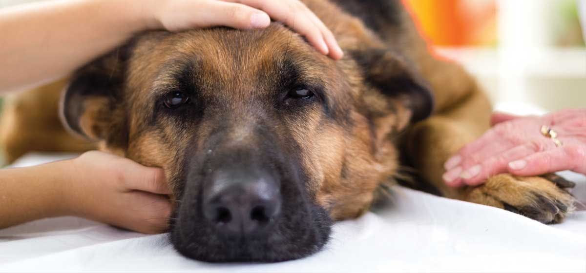 do dogs feel bad after vaccinations