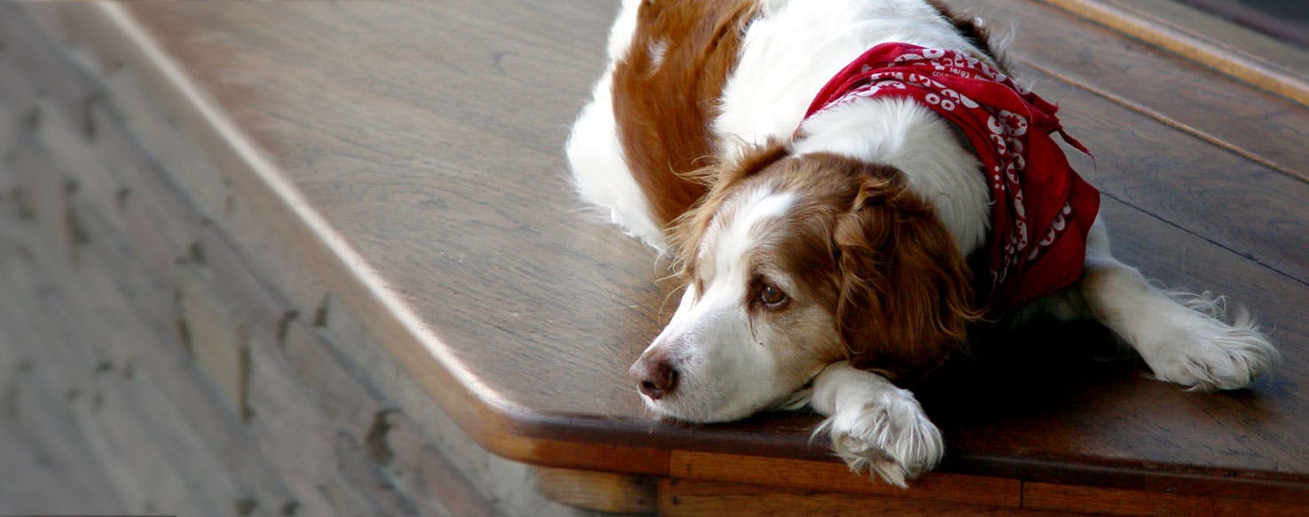 Can Dogs Get Homesick?