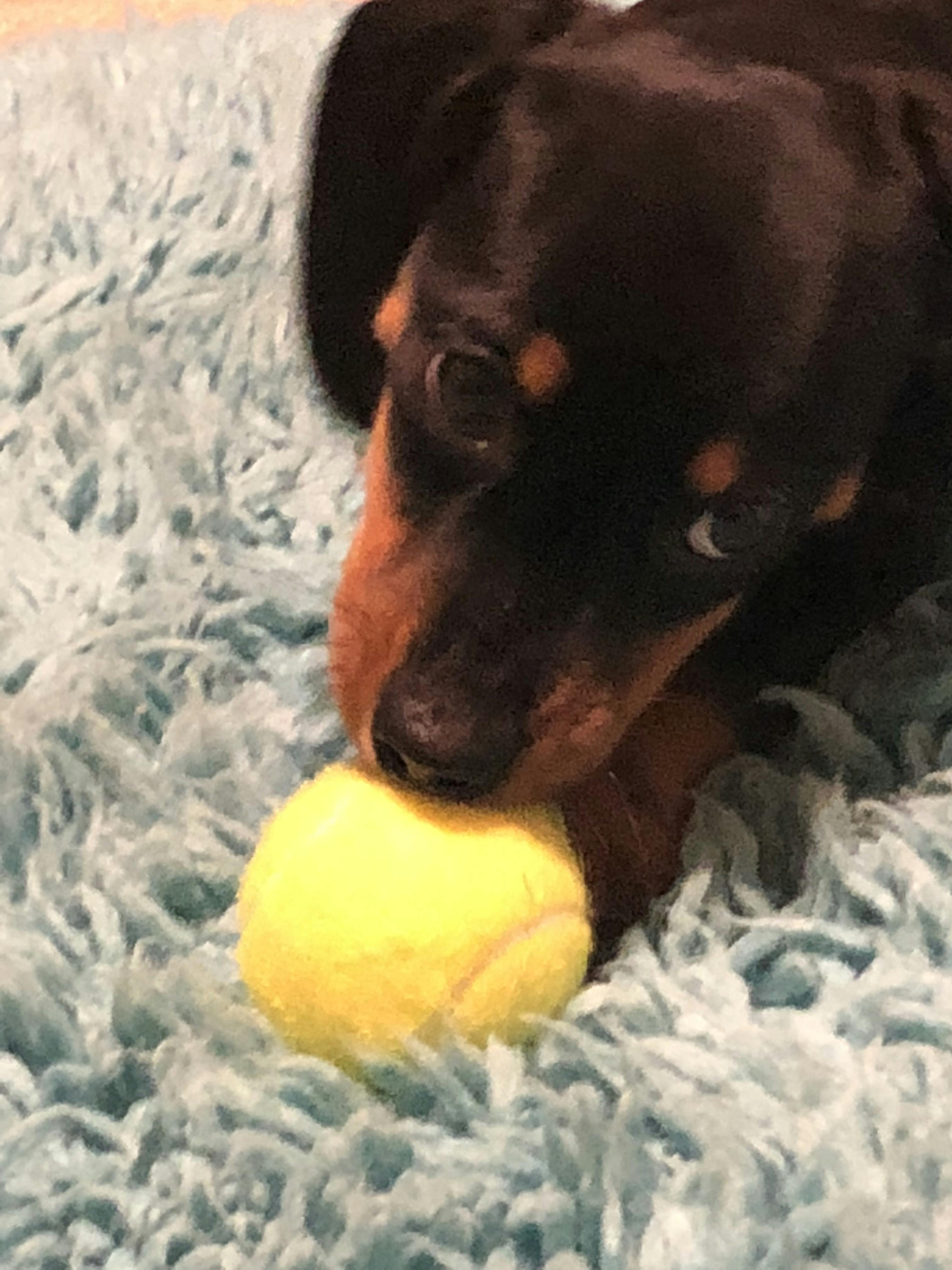 How Do You Stop A Dog From Having Nightmares