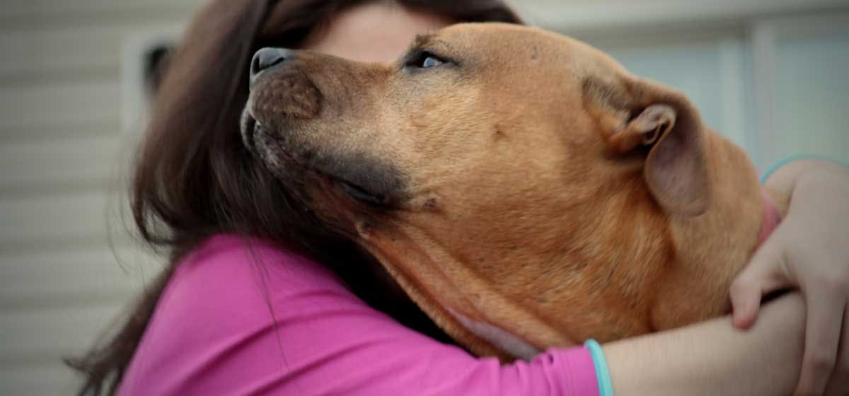 Can Dogs Help with Anxiety? Wag!