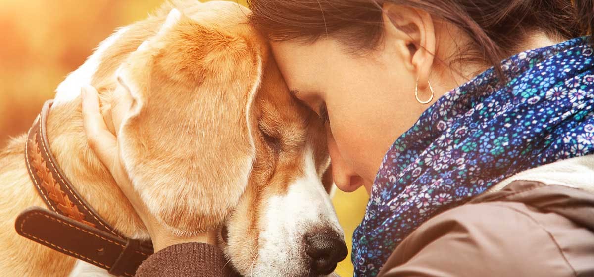 how to help a dog overcome grief