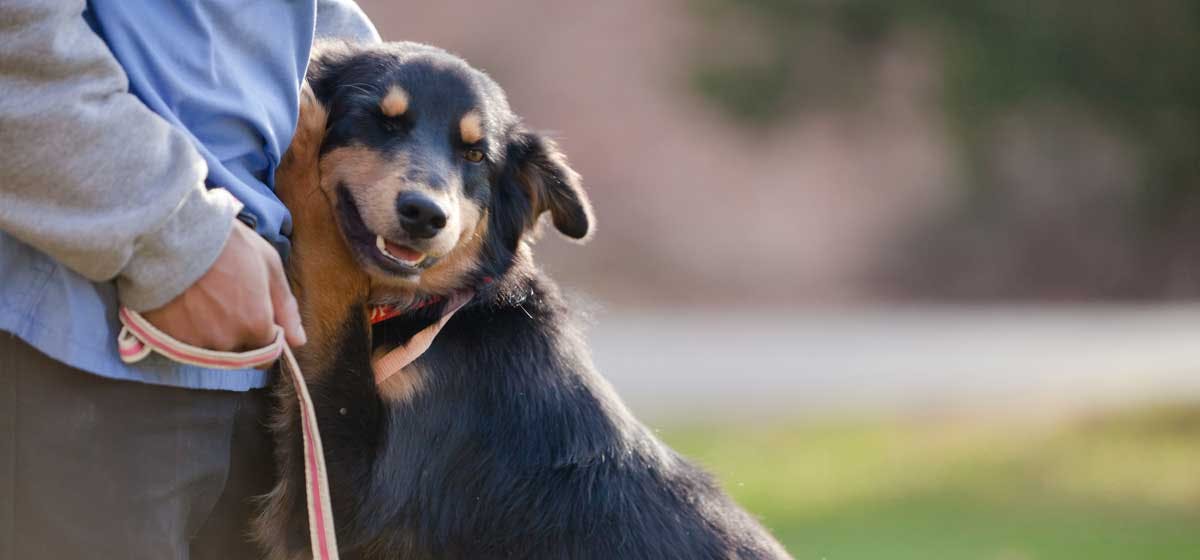 can dogs help with social anxiety