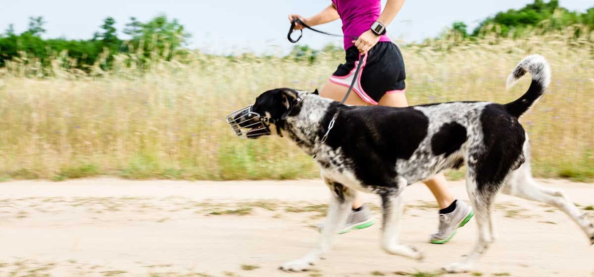 can-dogs-help-you-lose-weight