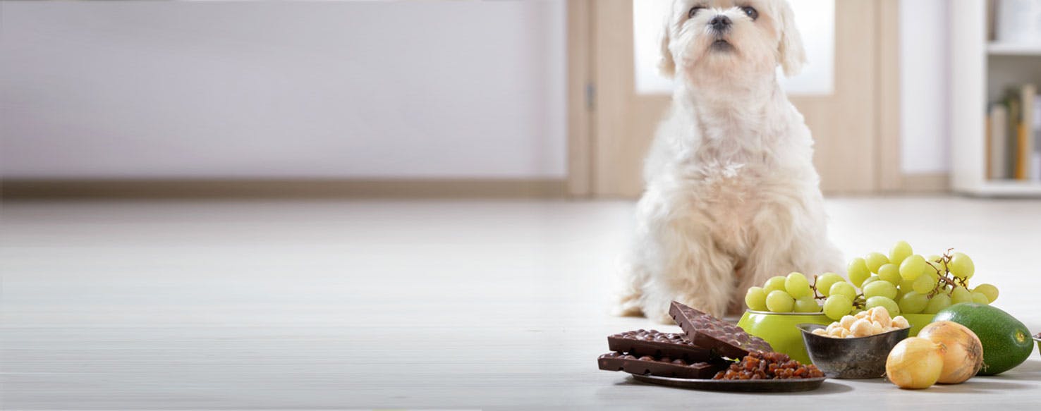 are some dogs immune to chocolate