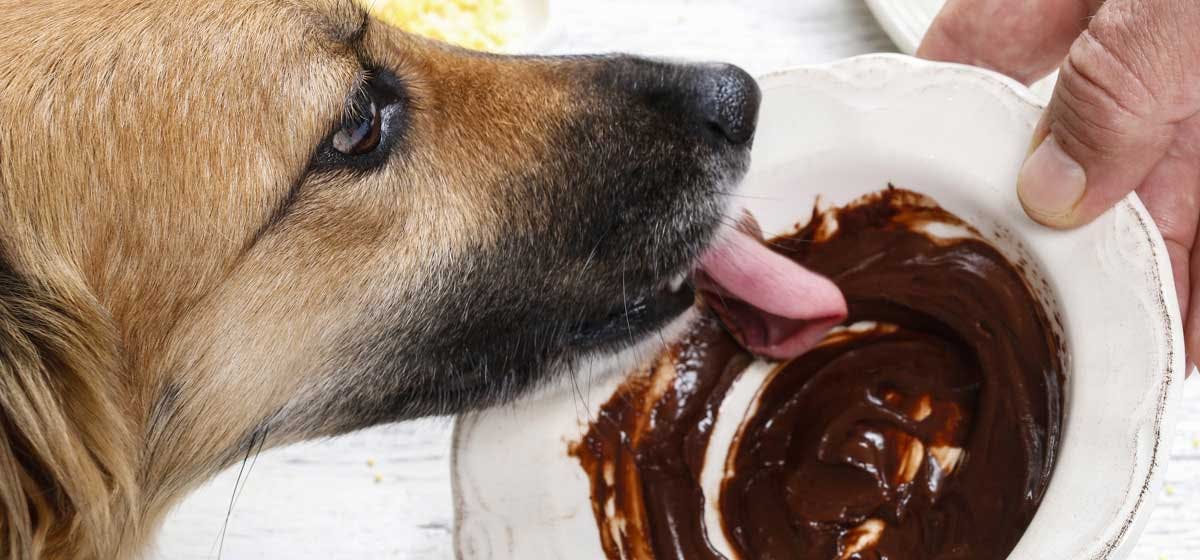 How To Make My Dog Throw Up After Eating Chocolate