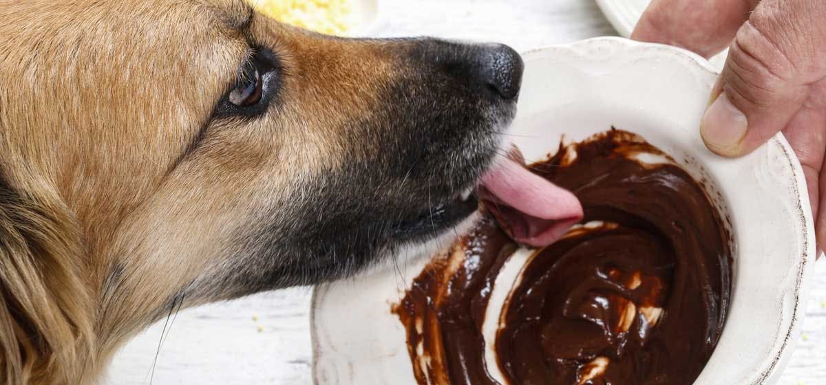 Résultat de recherche d'images pour "chocolate dog"