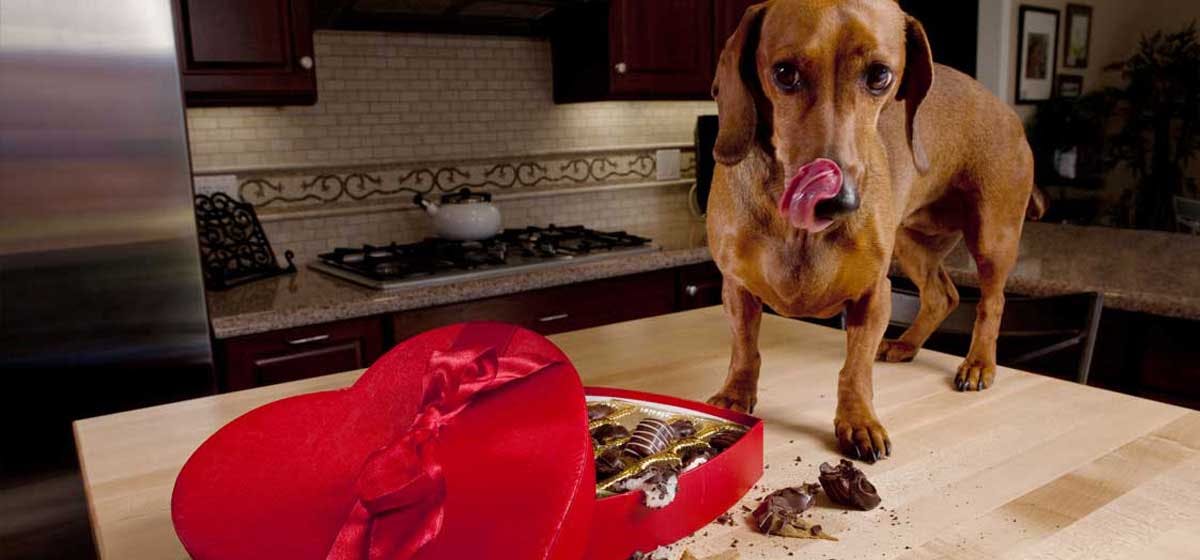 why chocolate not good for dogs