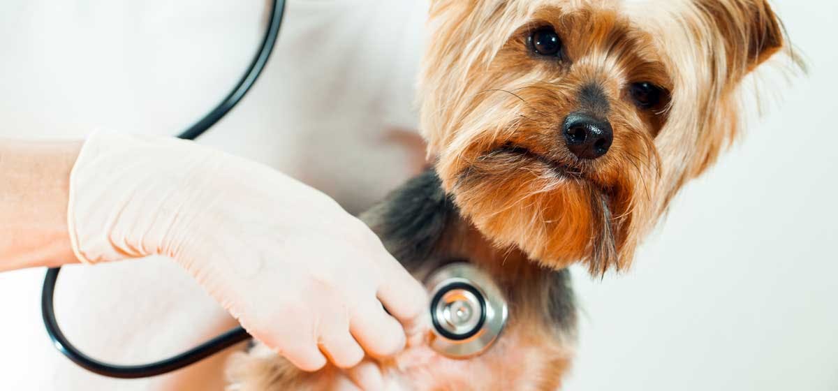 what causes enlarged heart in dogs