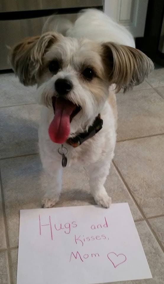 How Long Can A Dog Live With Enlarged Heart