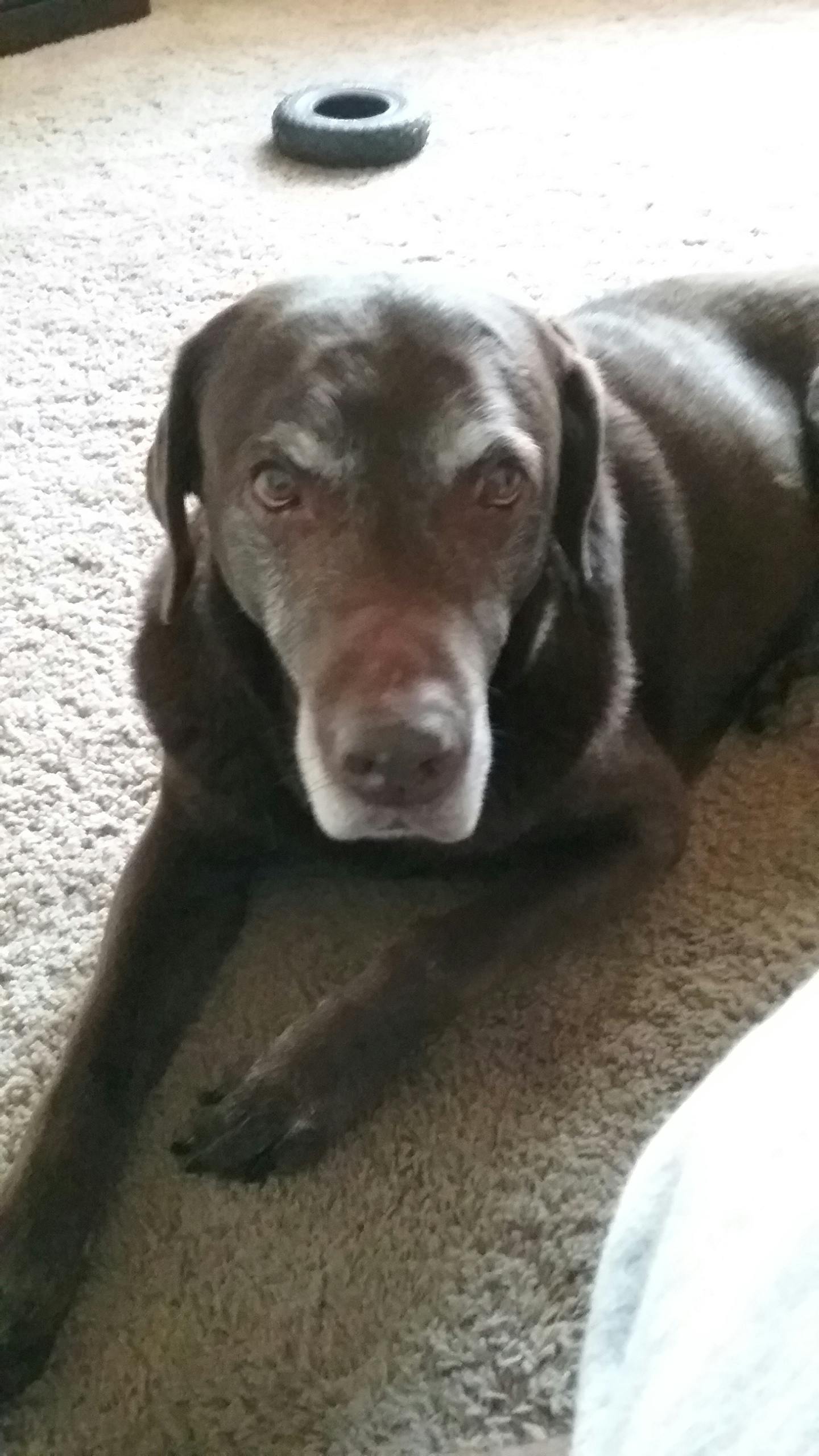 How Long Can A Dog Live With Enlarged Heart