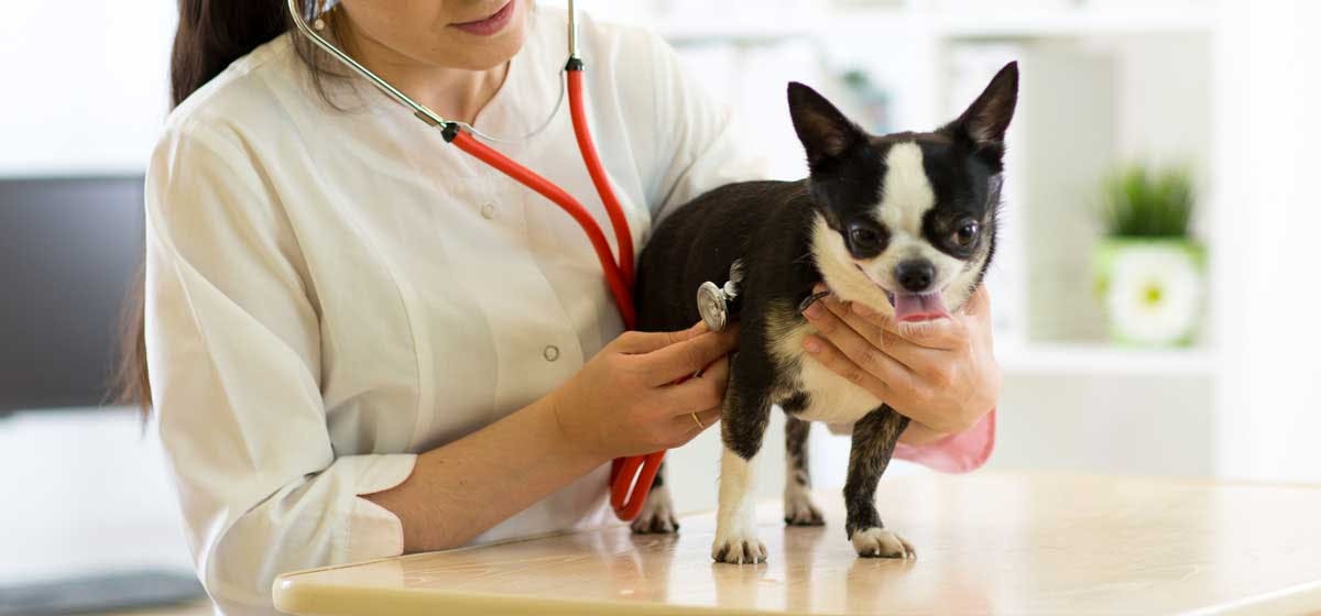 dog enlarged heart treatment