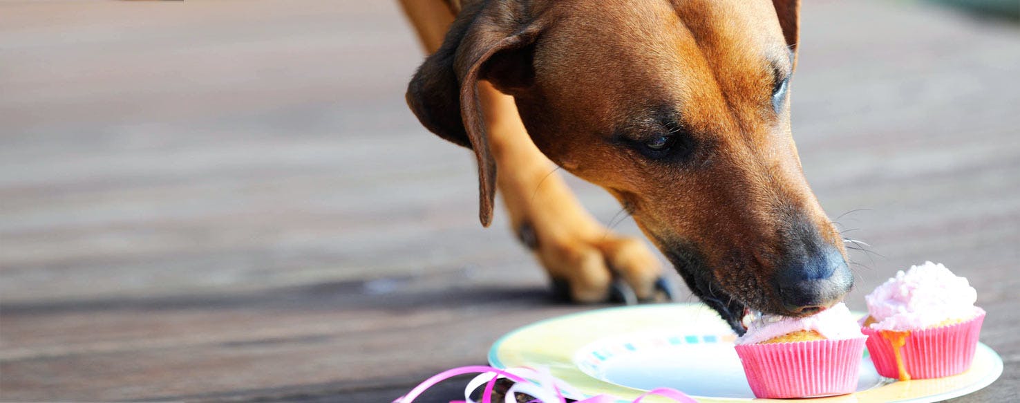 can dogs eat human food all the time