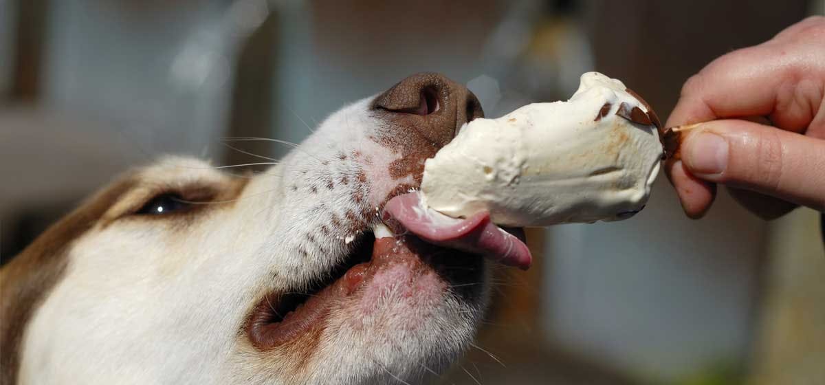 can dogs eat human food all the time