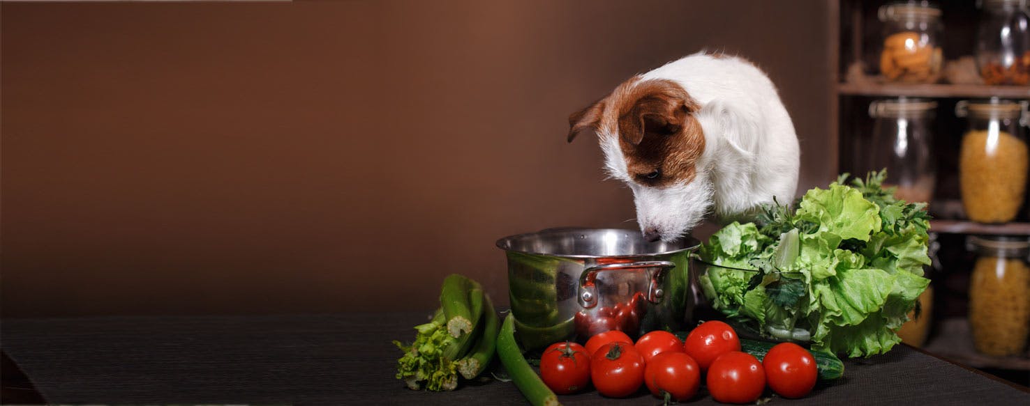 Can Dogs Live on a Vegan Diet?